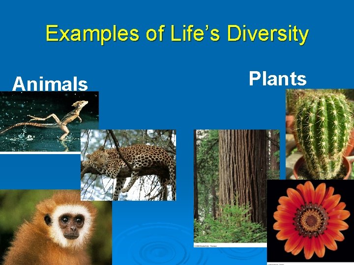 Examples of Life’s Diversity Animals Plants Fig. 1 -8 c(10), p. 9 