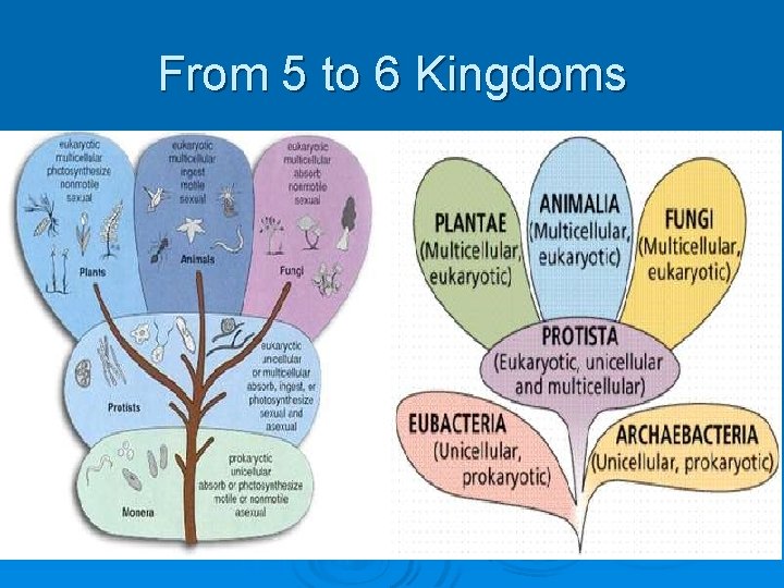 From 5 to 6 Kingdoms 