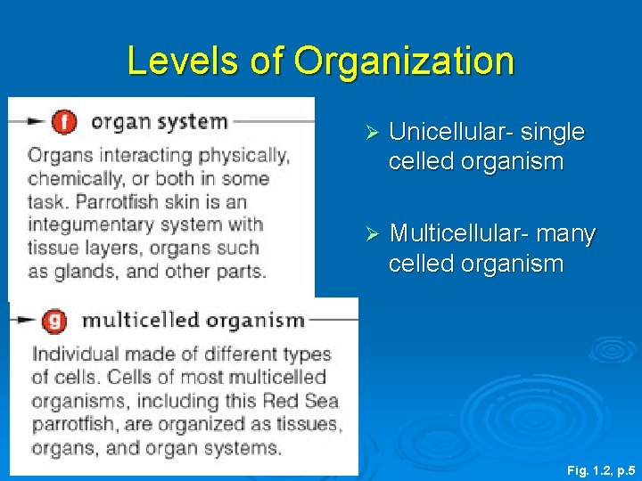 Levels of Organization Ø Unicellular- single celled organism Ø Multicellular- many celled organism Fig.