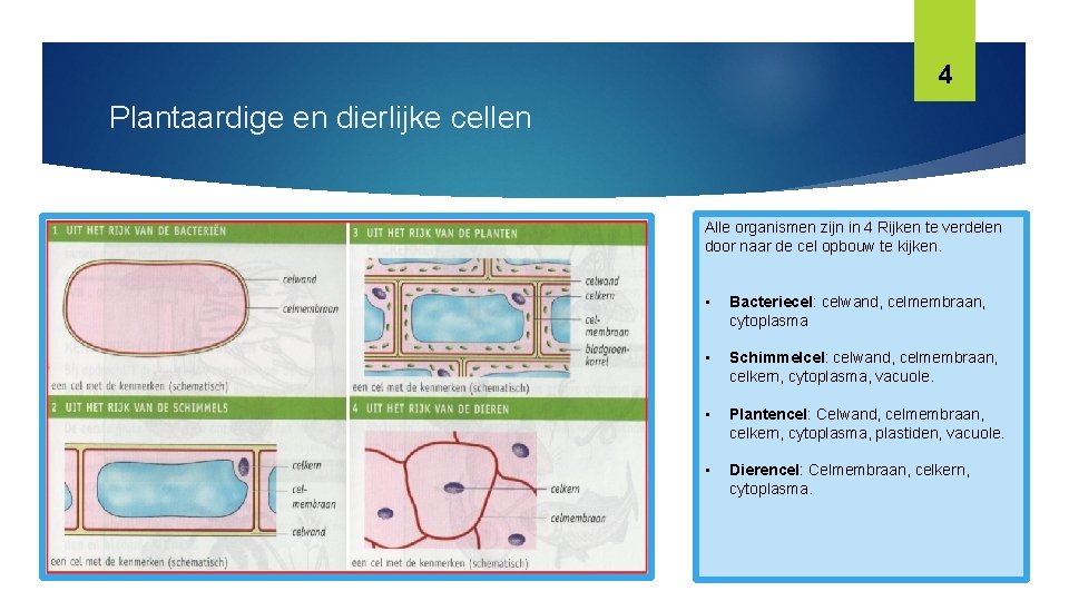 Basisstof 3 Plantaardige En Dierlijke Cellen 1 Plantaardige basisstof-3-plantaardige-en-dierlijke-cellen-1-plantaardige