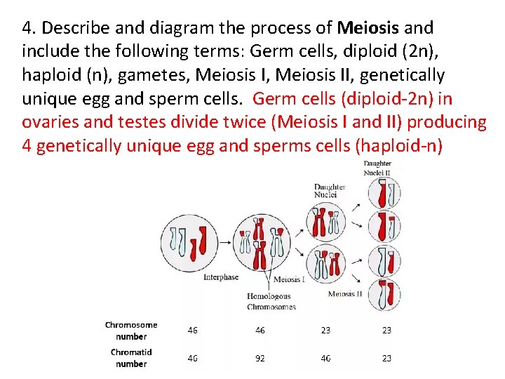 4. Describe and diagram the process of Meiosis and include the following terms: Germ