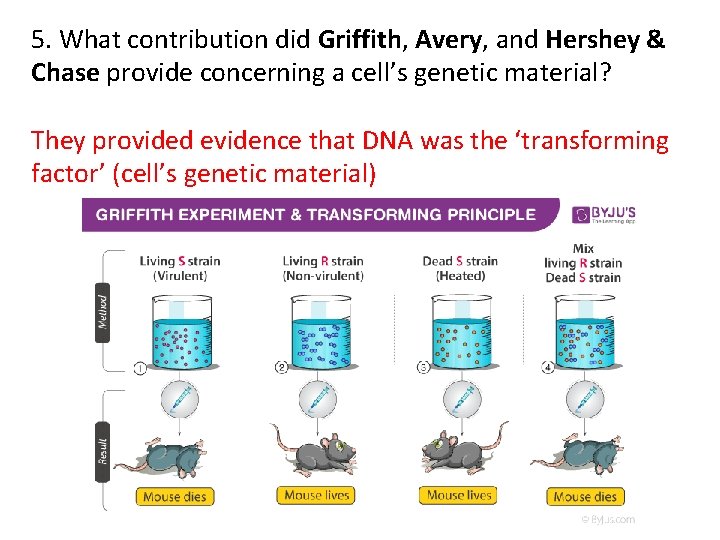 5. What contribution did Griffith, Avery, and Hershey & Chase provide concerning a cell’s