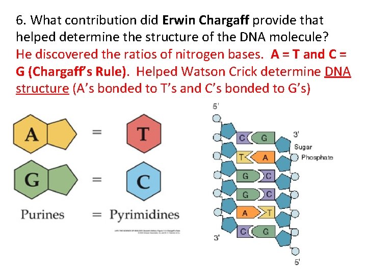 6. What contribution did Erwin Chargaff provide that helped determine the structure of the