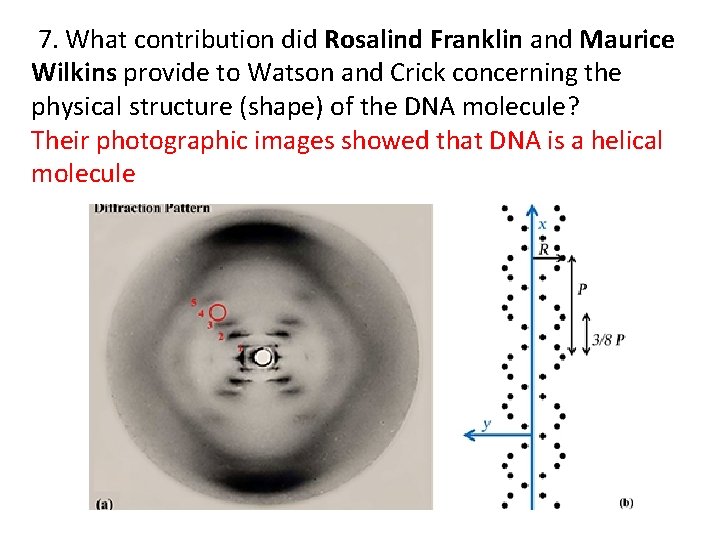 7. What contribution did Rosalind Franklin and Maurice Wilkins provide to Watson and Crick