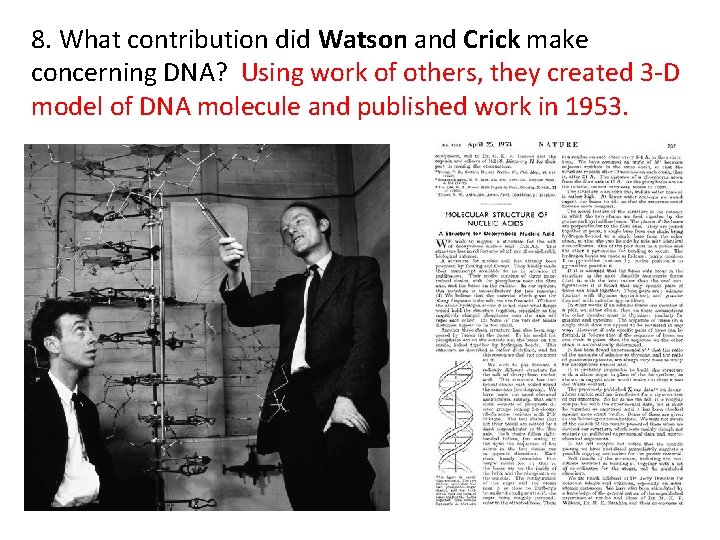 8. What contribution did Watson and Crick make concerning DNA? Using work of others,
