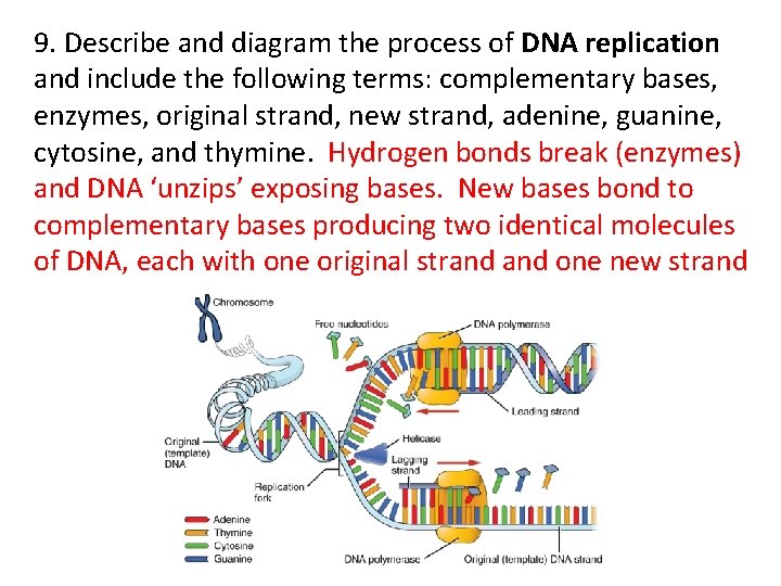 9. Describe and diagram the process of DNA replication and include the following terms: