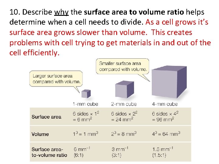 10. Describe why the surface area to volume ratio helps determine when a cell
