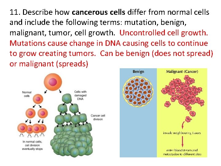 11. Describe how cancerous cells differ from normal cells and include the following terms: