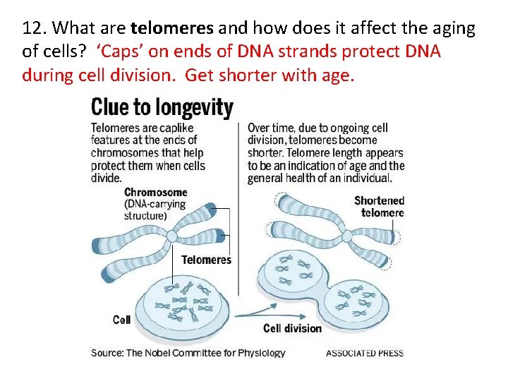 12. What are telomeres and how does it affect the aging of cells? ‘Caps’