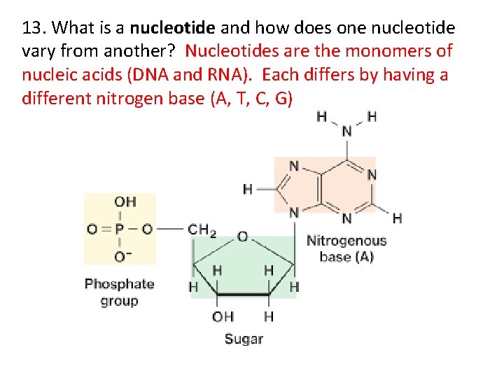 13. What is a nucleotide and how does one nucleotide vary from another? Nucleotides