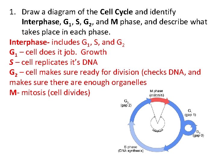 1. Draw a diagram of the Cell Cycle and identify Interphase, G 1, S,