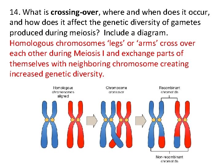14. What is crossing-over, where and when does it occur, and how does it