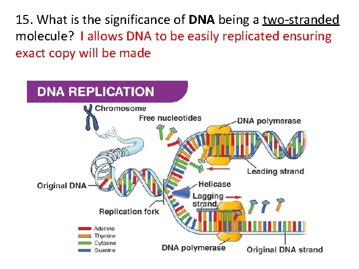 15. What is the significance of DNA being a two-stranded molecule? I allows DNA