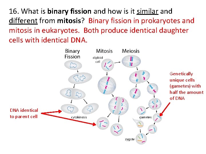 16. What is binary fission and how is it similar and different from mitosis?
