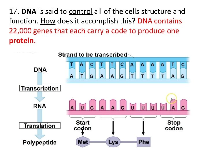 17. DNA is said to control all of the cells structure and function. How