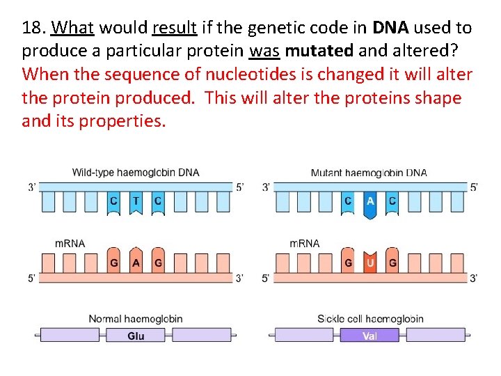 18. What would result if the genetic code in DNA used to produce a