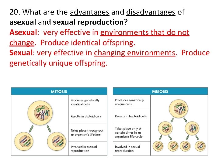 20. What are the advantages and disadvantages of asexual and sexual reproduction? Asexual: very