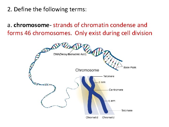 2. Define the following terms: a. chromosome- strands of chromatin condense and forms 46