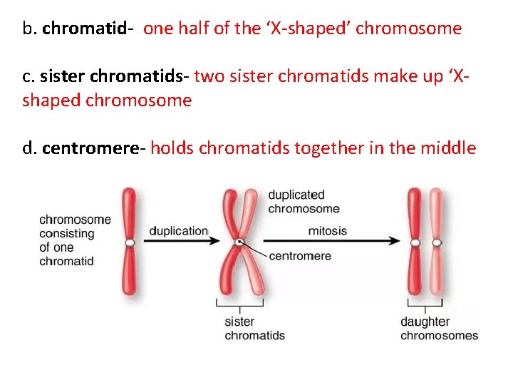 b. chromatid- one half of the ‘X-shaped’ chromosome c. sister chromatids- two sister chromatids