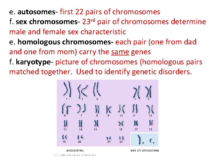 e. autosomes- first 22 pairs of chromosomes f. sex chromosomes- 23 rd pair of