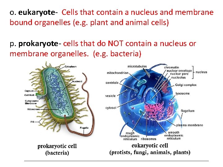 o. eukaryote- Cells that contain a nucleus and membrane bound organelles (e. g. plant