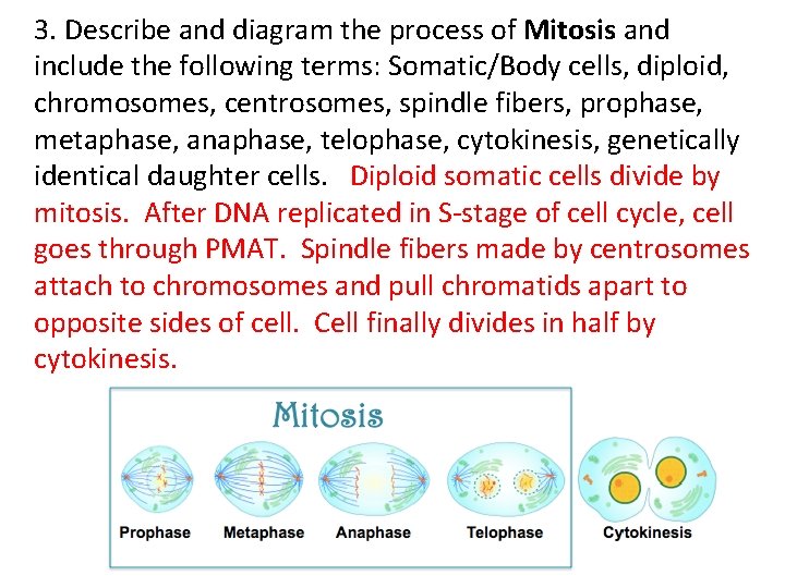 3. Describe and diagram the process of Mitosis and include the following terms: Somatic/Body