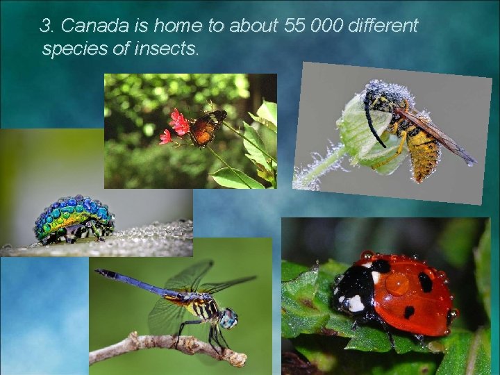 3. Canada is home to about 55 000 different species of insects. 