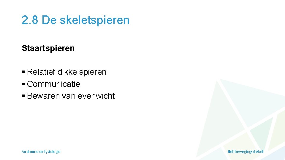 2. 8 De skeletspieren Staartspieren § Relatief dikke spieren § Communicatie § Bewaren van