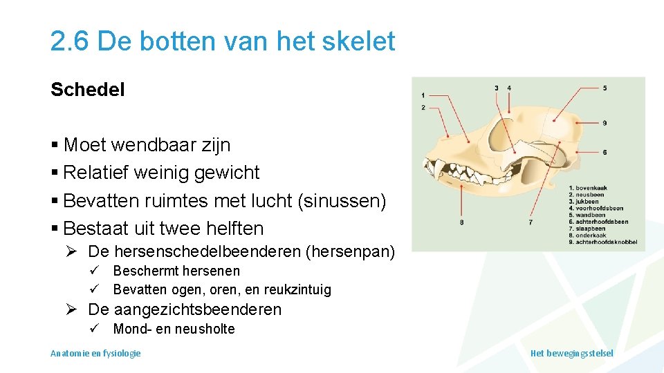 2. 6 De botten van het skelet Schedel § Moet wendbaar zijn § Relatief