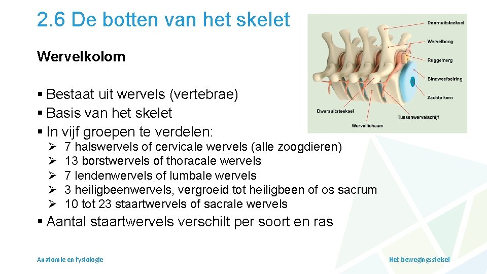 2. 6 De botten van het skelet Wervelkolom § Bestaat uit wervels (vertebrae) §