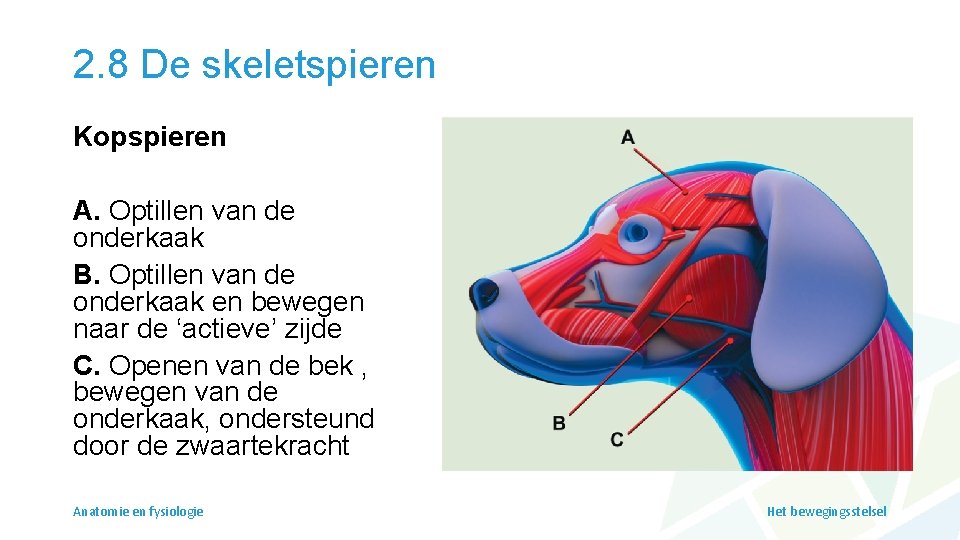 2. 8 De skeletspieren Kopspieren A. Optillen van de onderkaak B. Optillen van de