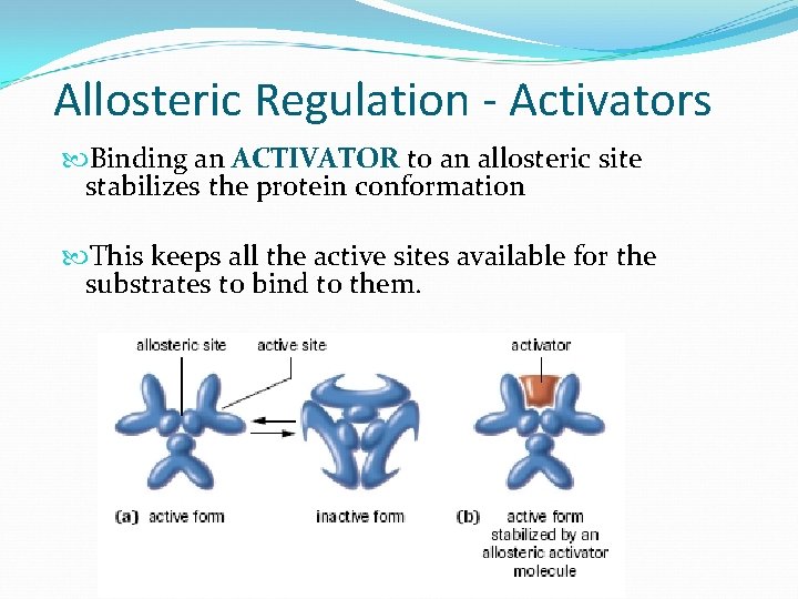 Allosteric Regulation - Activators Binding an ACTIVATOR to an allosteric site stabilizes the protein