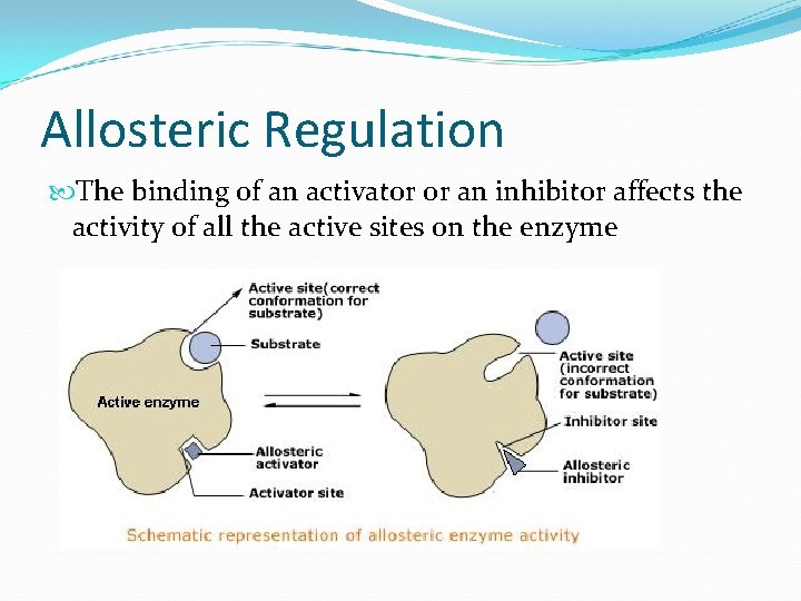 Allosteric Regulation The binding of an activator or an inhibitor affects the activity of