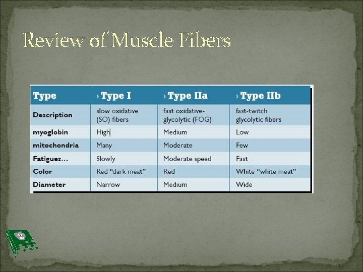 Review of Muscle Fibers 