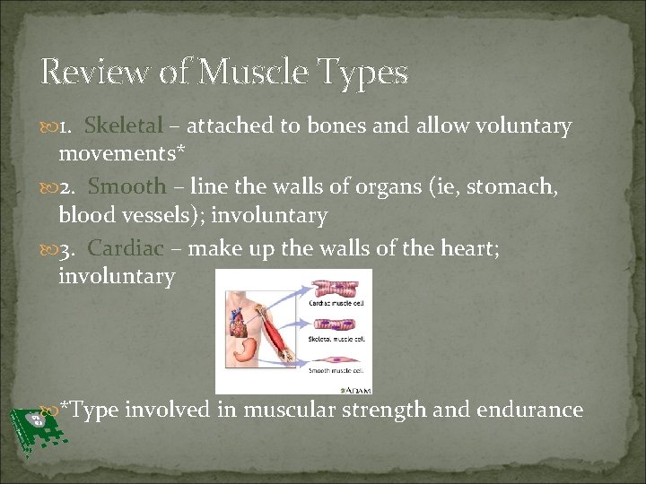 Review of Muscle Types 1. Skeletal – attached to bones and allow voluntary movements*