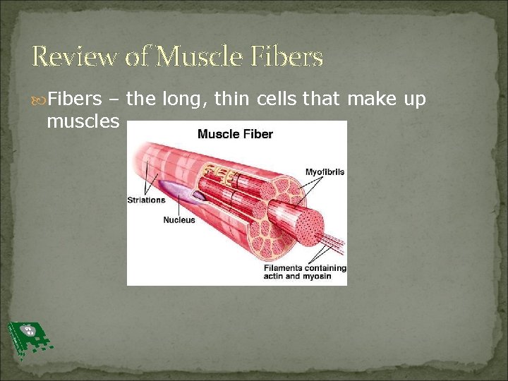 Review of Muscle Fibers – the long, thin cells that make up muscles 