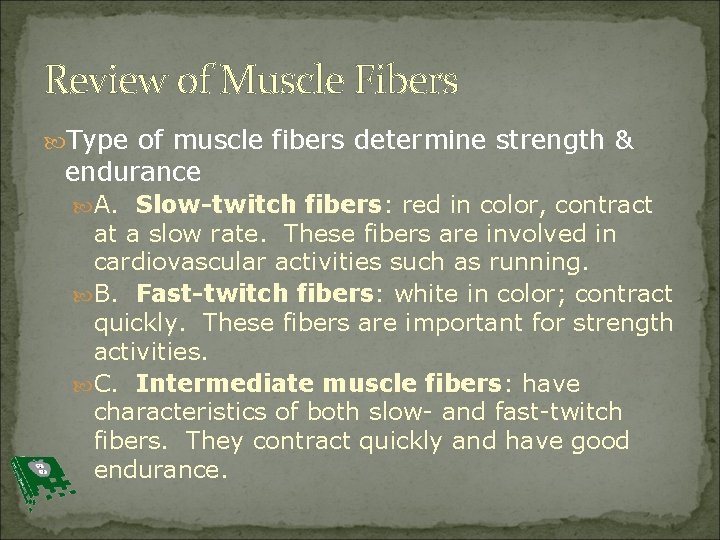 Review of Muscle Fibers Type of muscle fibers determine strength & endurance A. Slow-twitch