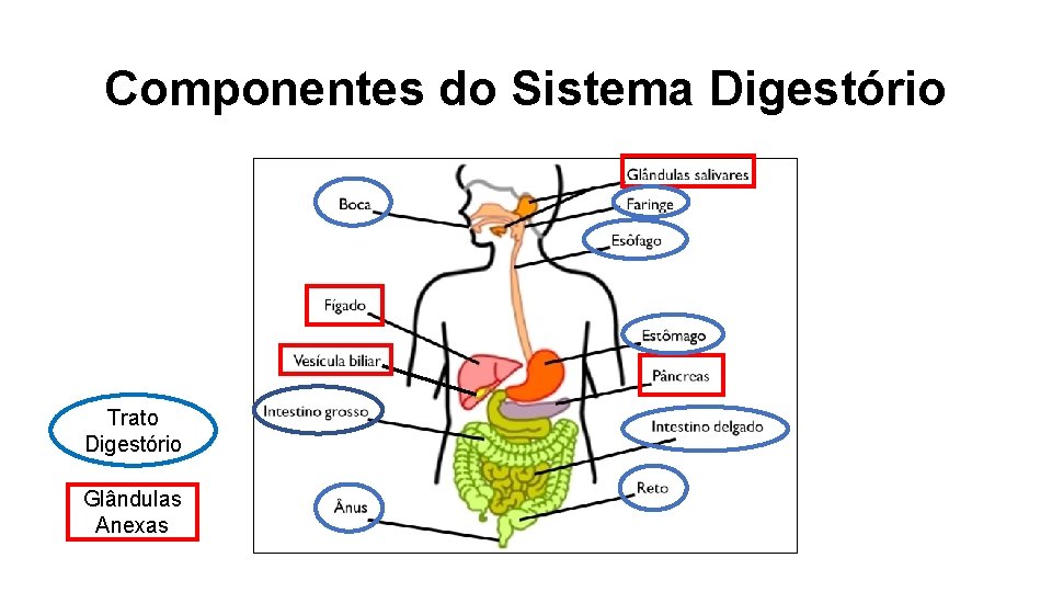 Componentes do Sistema Digestório Trato Digestório Glândulas Anexas 