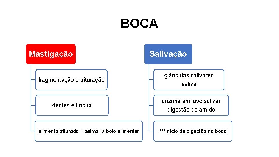 BOCA Mastigação fragmentação e trituração dentes e língua alimento triturado + saliva bolo alimentar
