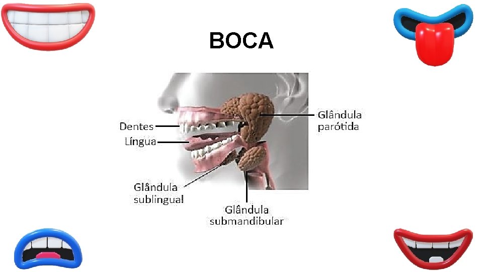 BOCA 