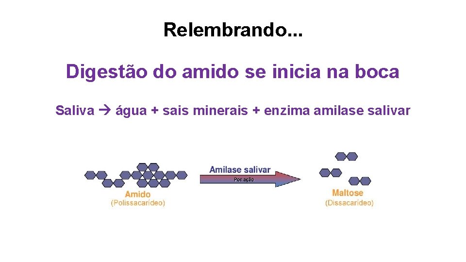 Relembrando. . . Digestão do amido se inicia na boca Saliva água + sais