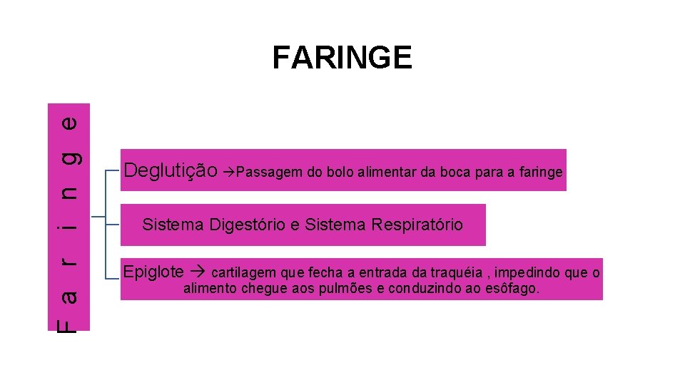 F a r i n g e FARINGE Deglutição Passagem do bolo alimentar da