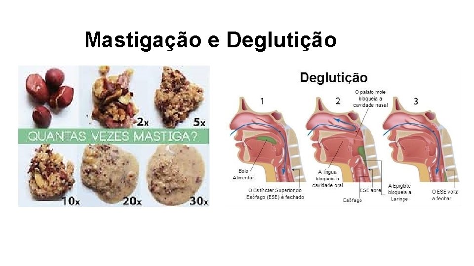 Mastigação e Deglutição 
