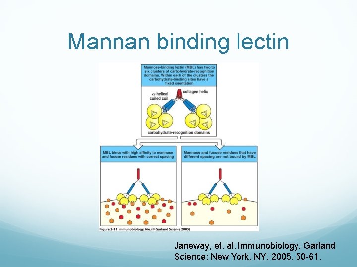 Mannan binding lectin Janeway, et. al. Immunobiology. Garland Science: New York, NY. 2005. 50