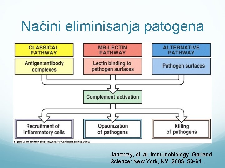 Načini eliminisanja patogena Janeway, et. al. Immunobiology. Garland Science: New York, NY. 2005. 50