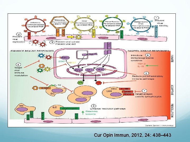 Cur Opin Immun, 2012, 24: 438– 443 