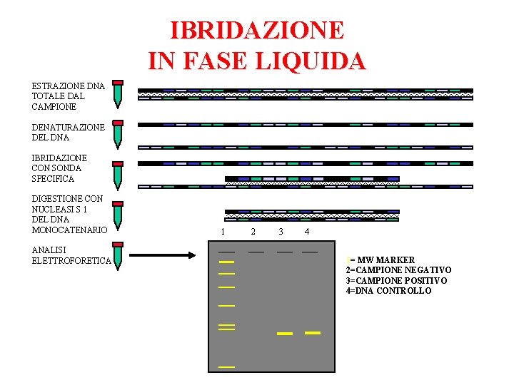 IBRIDAZIONE IN FASE LIQUIDA ESTRAZIONE DNA TOTALE DAL CAMPIONE DENATURAZIONE DEL DNA IBRIDAZIONE CON