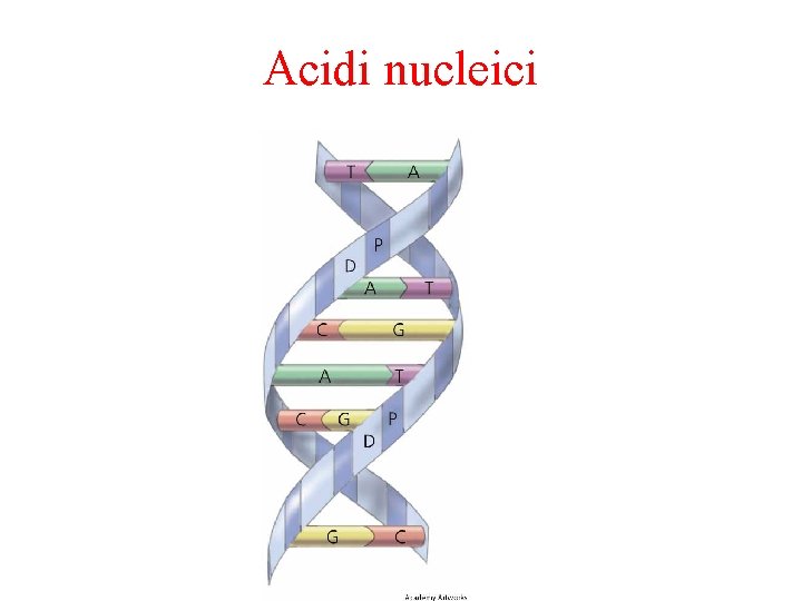 Acidi nucleici 