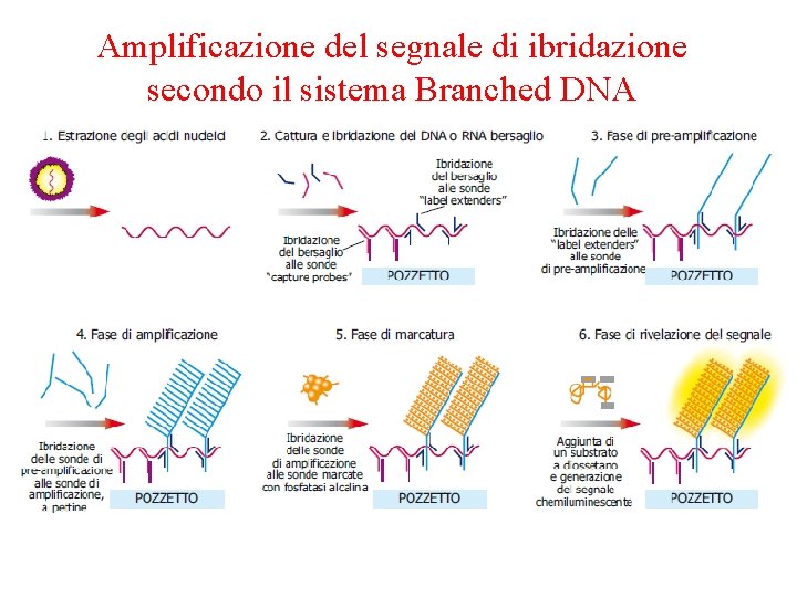 Amplificazione del segnale di ibridazione secondo il sistema Branched DNA 