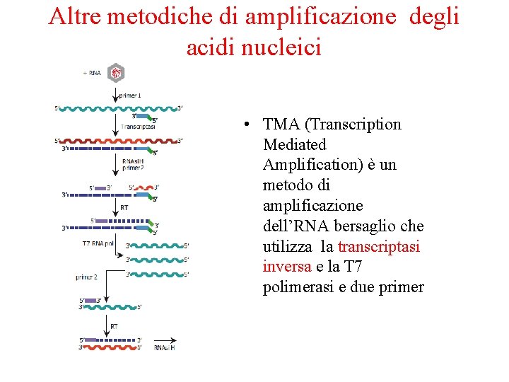 Altre metodiche di amplificazione degli acidi nucleici • TMA (Transcription Mediated Amplification) è un